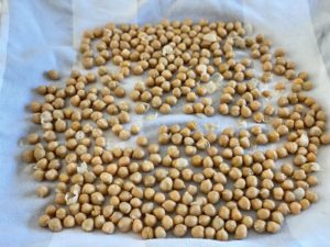 Drying Roasted Chickpeas 