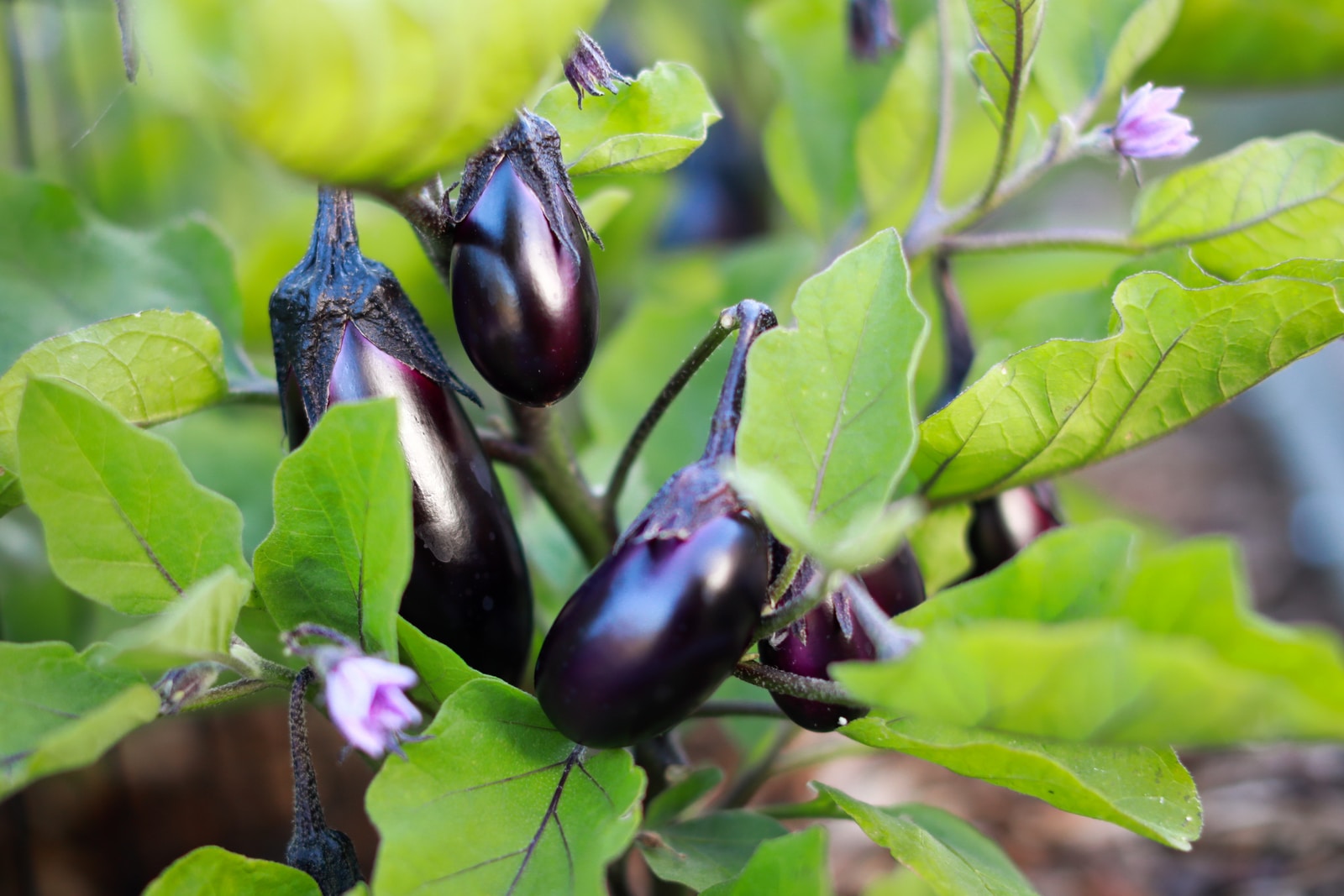 Aubergines; foods you shouldn't keep in the fridge
